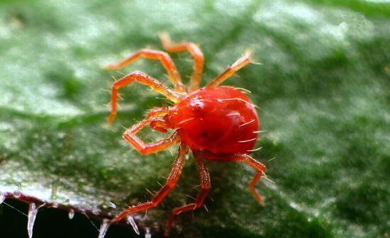 红蜘蛛